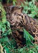  Slofs Clouded Leopard