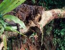  Slofs Clouded Leopard