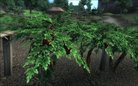  Improved Trees and Flora 2 (1.0)