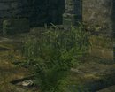  Dark Souls Flora Overhaul