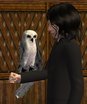  Owl - New Pet/Cage Mesh (chouette)