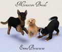  Miniature Breeds