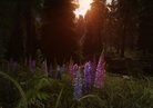  Vurts Skyrim Flora Overhaul