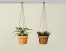  Plantes Suspendues Modulables