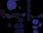 Draconian (Beta 1)