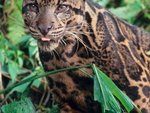 Slofs Clouded Leopard