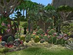 Lot de cactus