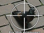 Pigeons Detector Plus v1.1