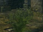 Dark Souls Flora Overhaul