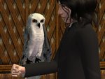 Owl - New Pet/Cage Mesh (chouette)