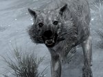 Retextured Wolves and Pelts