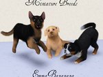 Miniature Breeds