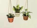 Plantes Suspendues Modulables