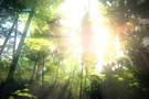 Skyrim : un mod transforme Bordeciel en jungle tropicale